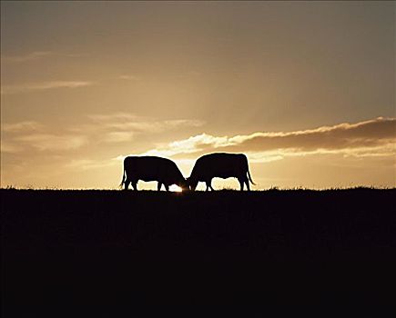母牛,日落