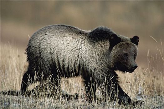 大灰熊,棕熊,幼小,走,黄石国家公园,怀俄明