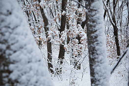 兴凯湖湖岗树林雪淞奇观