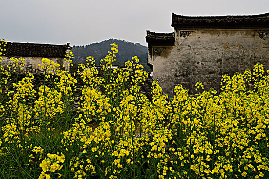 花海溢古村