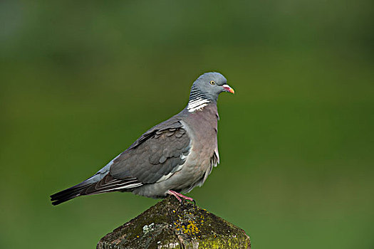 斑尾林鸽,格尔德兰,荷兰,欧洲