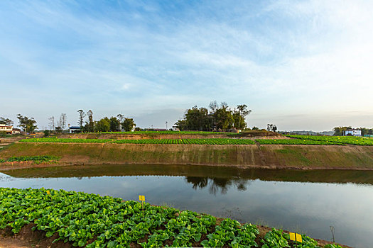 新农村蔬菜基地