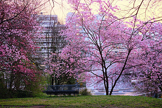 munich慕尼黑olympia,park