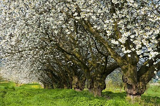老,樱桃树,花,樱花,春天,莱茵高地区,黑森州,德国