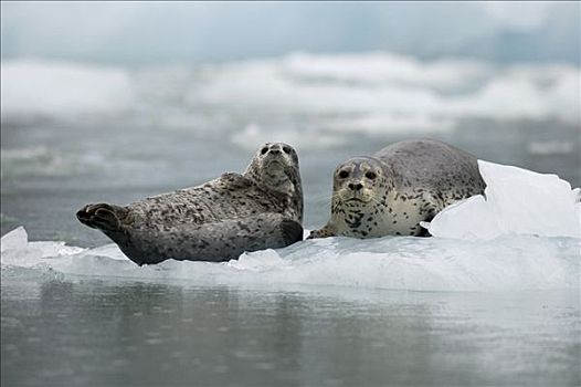 斑海豹,一对,休息,浮冰,东南阿拉斯加