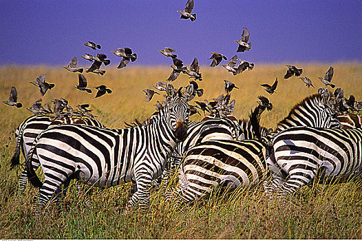 斑马,鸟,地点,马赛马拉野生动物园,肯尼亚,非洲