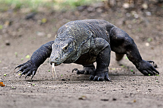 科摩多巨蜥,科摩多龙,成年,走,轻弹,舌头,科莫多国家公园,科莫多岛,印度尼西亚,东南亚