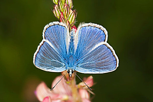 普通,蓝色,蓝灰蝶