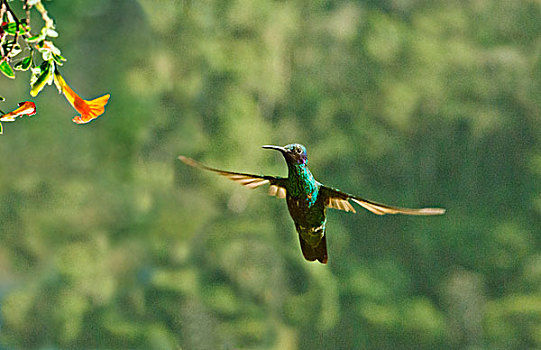 蜂鸟,委内瑞拉,大幅,尺寸