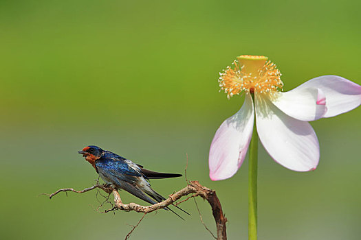 荷花,燕子