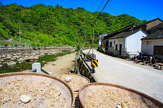 李家坑古村,宁波李家坑,古树,老房子,石墙,山村,乡村