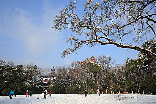 南京灵谷寺景区雪景
