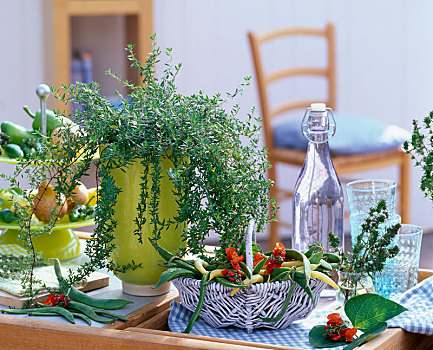 开胃菜,绿色,种植器皿,豆