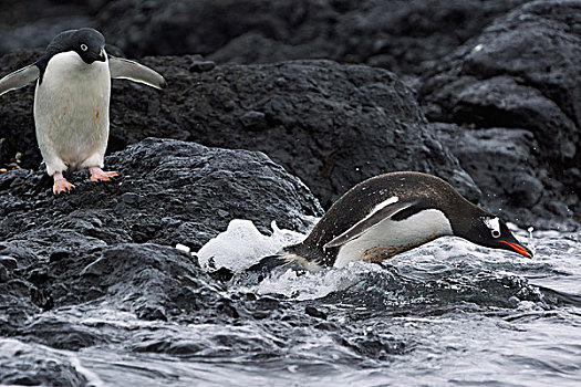 阿德利企鹅,巴布亚企鹅,海洋,岛屿,南极半岛,南极