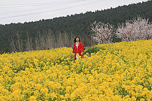 油菜花开