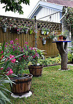 花园,开花植物,种植器皿,草坪,栅栏