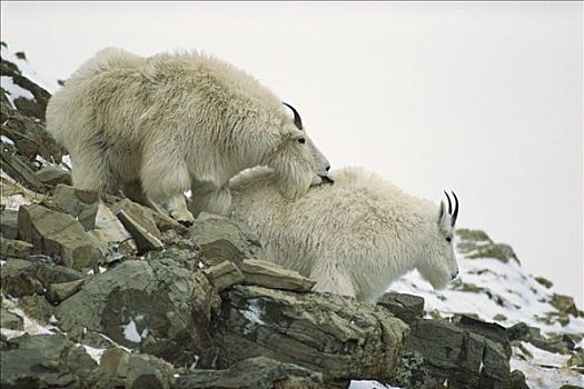 石山羊,雪羊,雌性,信号,兴趣,交配,落基山脉,北美