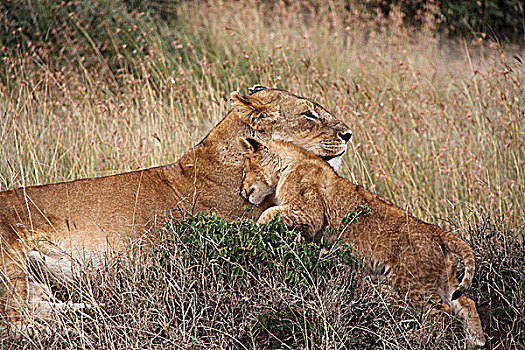 肯尼亚非洲大草原狮子-母与子