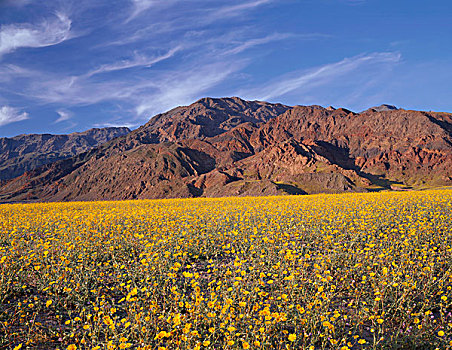美国,加利福尼亚,死亡谷国家公园,巨大,地点,荒芜,向日葵,花,下方,黑山,湿,冬天,稀有,100,盛开,大幅,尺寸