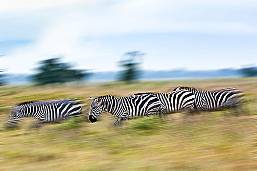 斑马,马,移动,纳库鲁湖国家公园,肯尼亚,东非