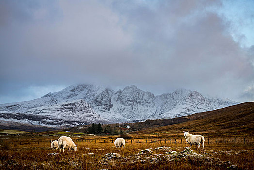家羊,绵羊,高地,冬天,山,斯凯岛,英国,欧洲