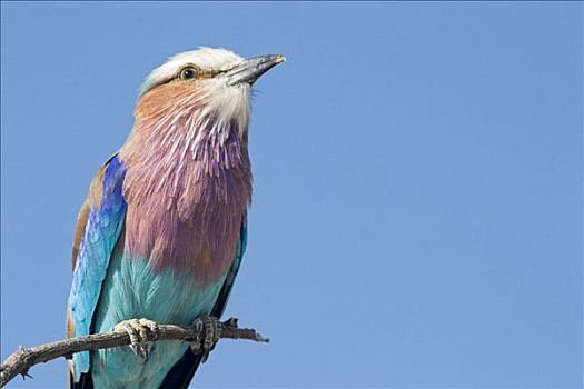 紫胸佛法僧鸟,紫胸佛法僧,埃托沙国家公园,纳米比亚,非洲
