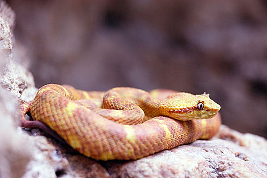 扁斑奎蛇,蝰蛇