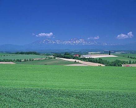 山,麦田