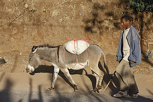 埃塞俄比亚,拉里贝拉,男青年,驴