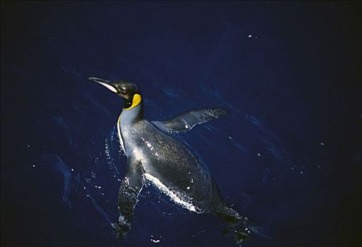 帝企鹅,游泳,麦夸里岛,澳大利亚