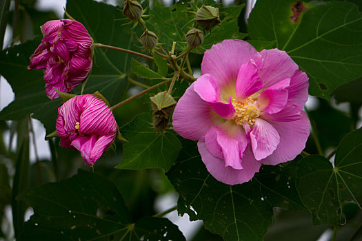 木芙蓉,木莲,芙蓉花