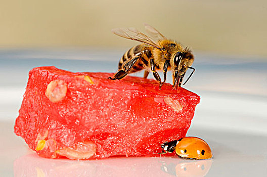 蜜蜂,意大利蜂,瓢虫,七星瓢虫,块,瓜