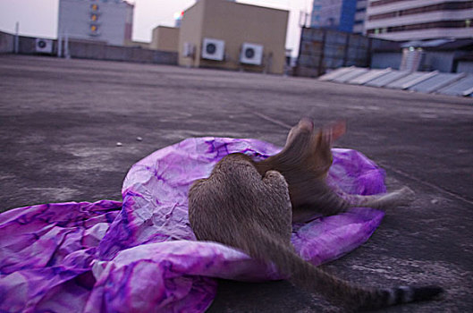 楼顶野猫