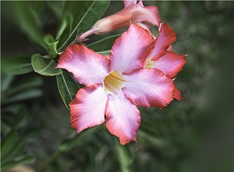 杜鹃花,花