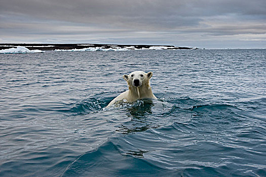 挪威,斯瓦尔巴特群岛,北极熊,游泳,靠近,半月,岛屿,夏天,晚间