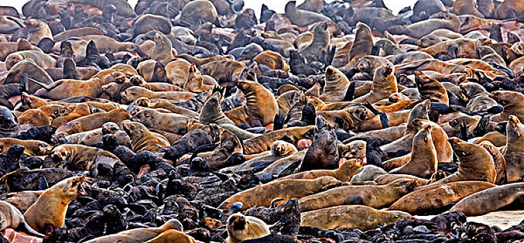 毛海狮,女性,生物群,克罗斯角,纳米比亚