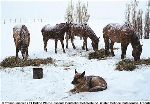 马,哺乳动物,放牧,德国牧羊犬,家养,狗,冬天,雪,巴塔哥尼亚,阿根廷,南美