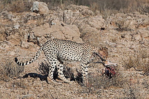 印度豹,吃,计划,羚羊,卡拉哈迪大羚羊国家公园,北开普,省,南非,非洲