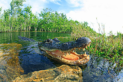 美国短吻鳄,水,张嘴,动物,埃弗格来兹,佛罗里达,美国,北美
