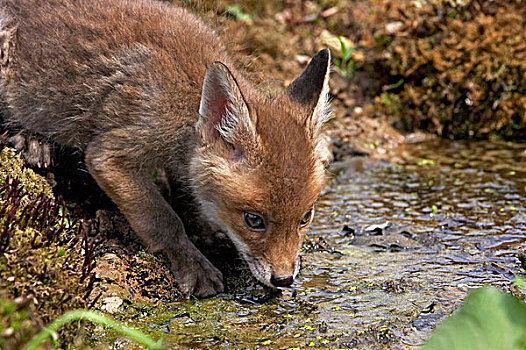 红狐,狐属,幼仔,饮用水,诺曼底