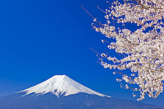 樱桃树,山,富士山,公园