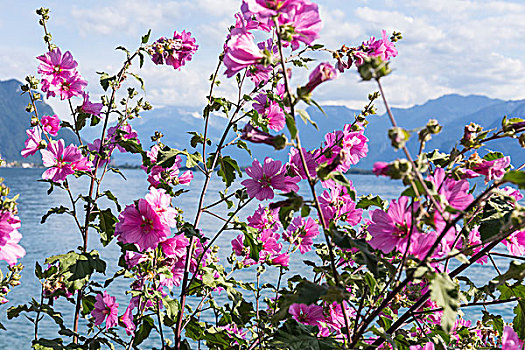 花,山,日内瓦湖