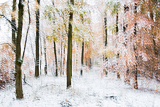 冬天,山毛榉,树林,模糊,抽象,黑森州,德国,欧洲