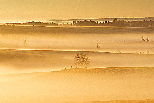 晨雾,土地,长,河,爱德华王子岛,加拿大