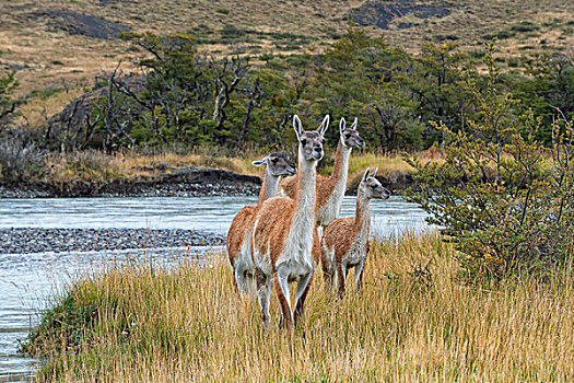 原驼,托雷德裴恩国家公园,巴塔哥尼亚,智利,南美