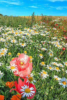 野花,夏日草地,红罂粟,白色,雏菊