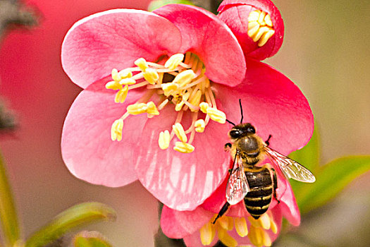 桃花上的蜜蜂