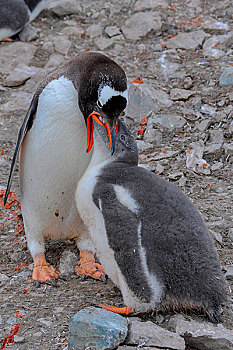 南极巴布亚企鹅金图企鹅喂食