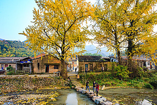 秋色,银杏,山村