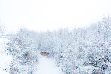 山野雪景图片